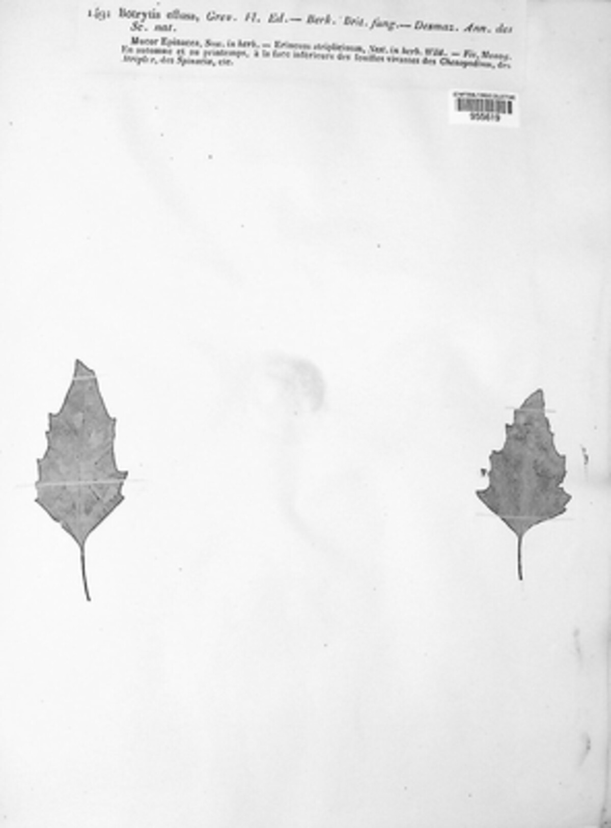 Beauveria bassiana image
